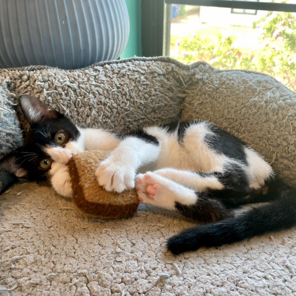 Enlarge Toast, a Adoptable Domestic Short Hair in San Antonio, TX image 2/6