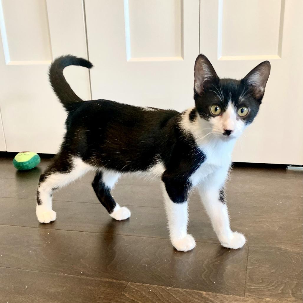 Enlarge Toast, a Adoptable Domestic Short Hair in San Antonio, TX image 3/6