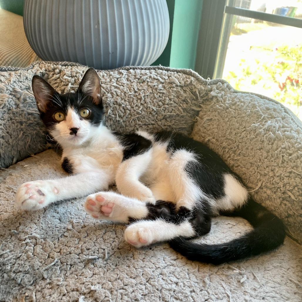 Enlarge Toast, a Adoptable Domestic Short Hair in San Antonio, TX image 4/6