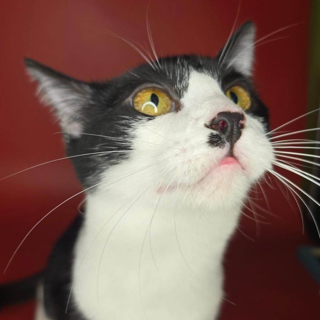 Enlarge Toast, a Adoptable Domestic Short Hair in San Antonio, TX image 5/6