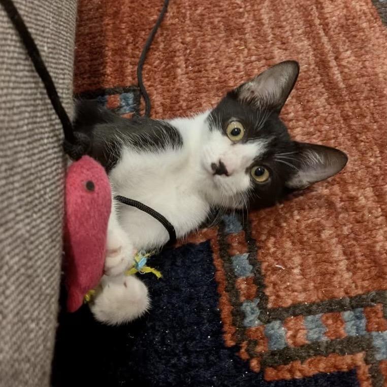 Enlarge Toast, a Adoptable Domestic Short Hair in San Antonio, TX image 6/6