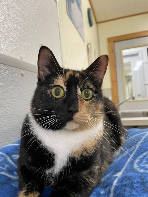 Enlarge Rio, a ADOPTABLE Domestic Short Hair in Hayward, WI image 1/1