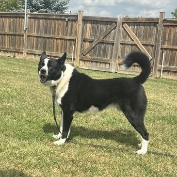 Captain Rex, an adoptable Karelian Bear Dog in Caledon, ON image 2/2
