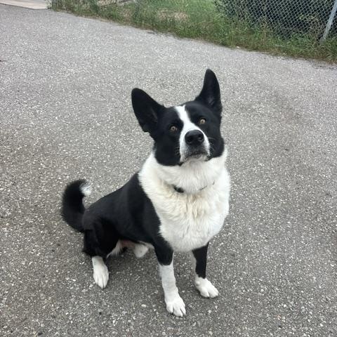 Enlarge Captain Rex, a Adoptable Karelian Bear Dog in Caledon, ON image 2/5