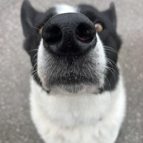 Enlarge Captain Rex, a Adoptable Karelian Bear Dog in Caledon, ON image 4/5