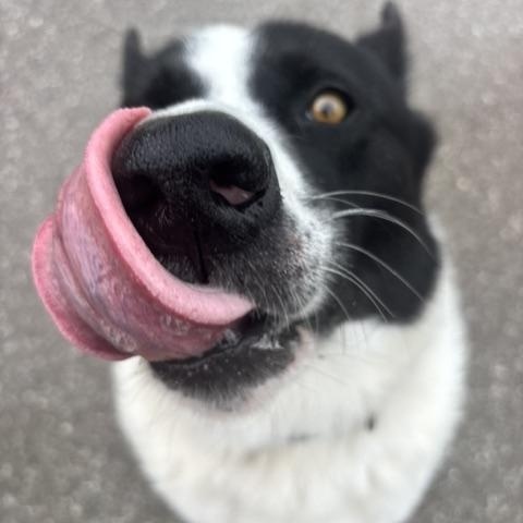 Captain Rex, Adoptable, Adult Male Karelian Bear Dog.