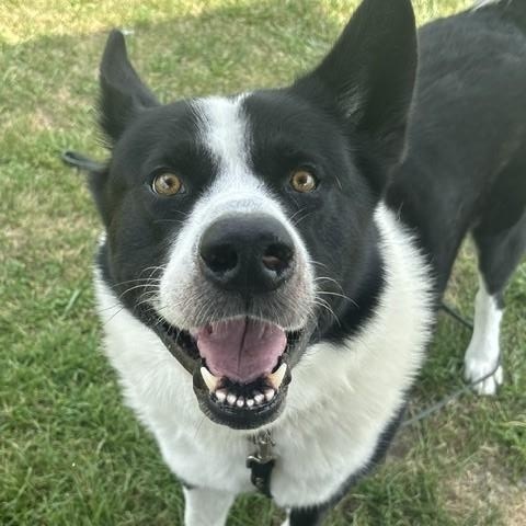 Captain Rex, adoptable, Adult Male Karelian Bear Dog.