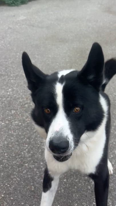 Enlarge Captain Rex, a Adoptable Karelian Bear Dog in Caledon, ON video 3/5