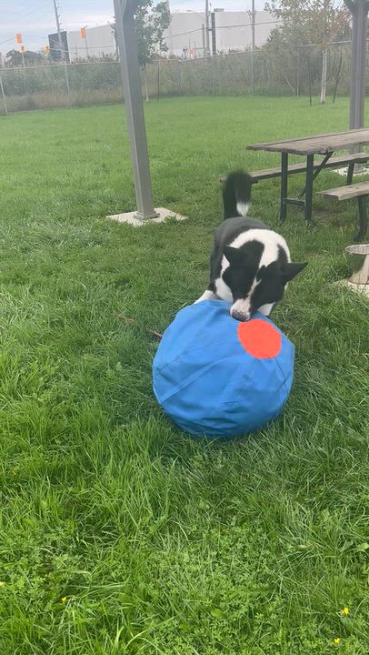 Enlarge Captain Rex, a Adoptable Karelian Bear Dog in Caledon, ON video 3/3