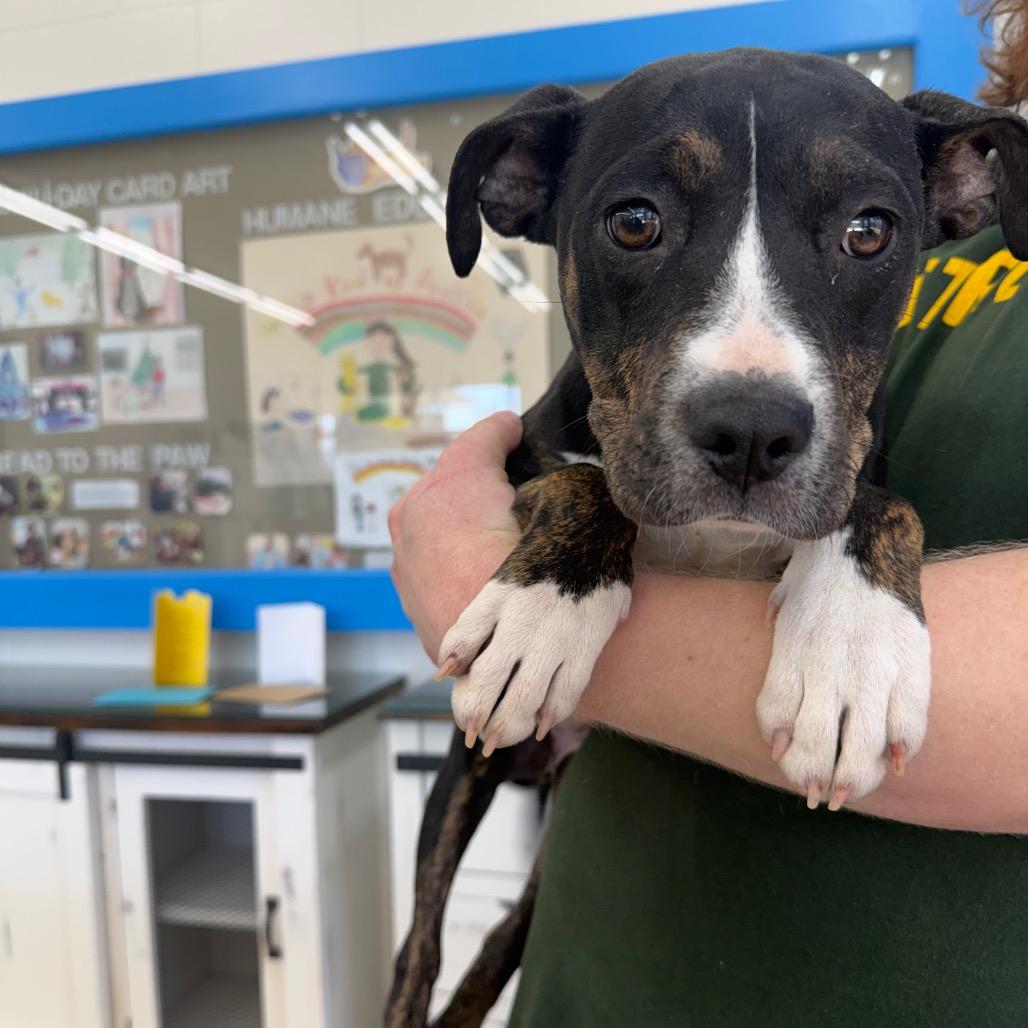 Enlarge Rhea, a Adoptable Terrier in Montgomery, AL image 1/3