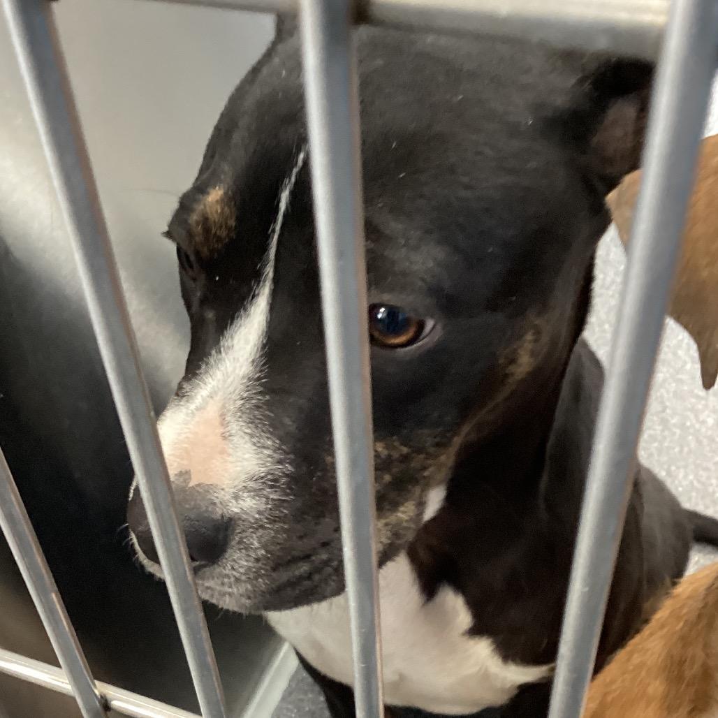 Enlarge Rhea, a Adoptable Terrier in Montgomery, AL image 2/3