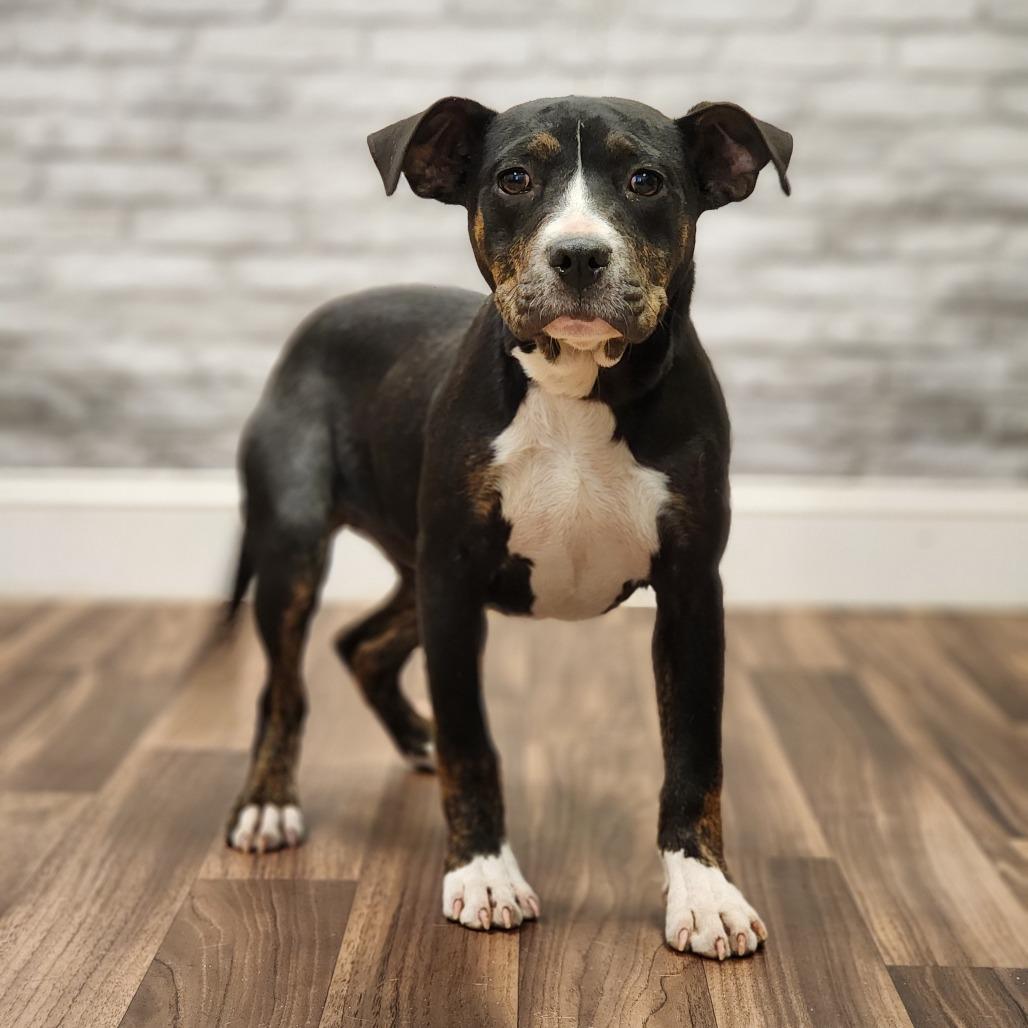 Enlarge Rhea, a Adoptable Terrier in Montgomery, AL image 3/3