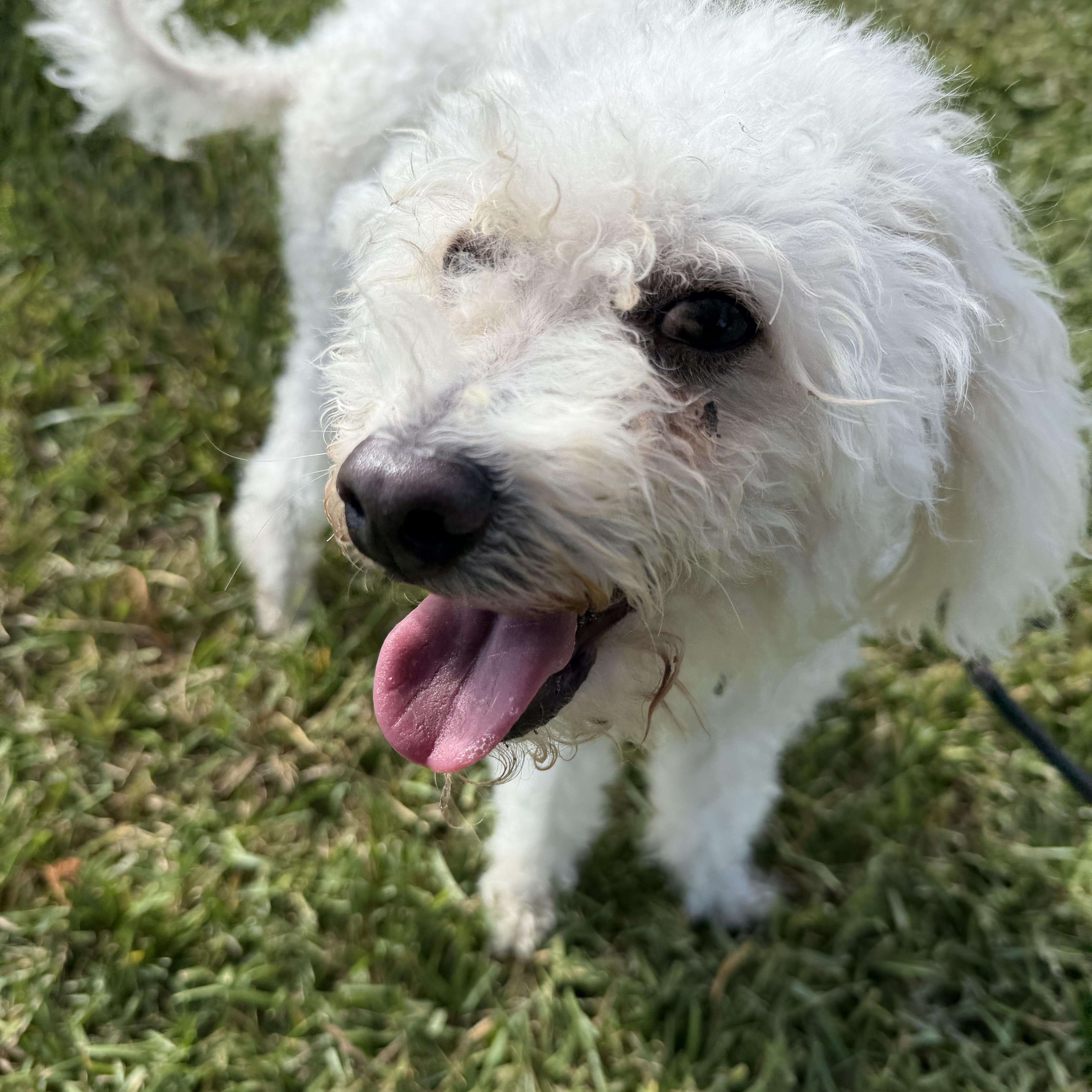 Enlarge Lucas, a Adopted Maltipoo in Pearland, TX image 1/5