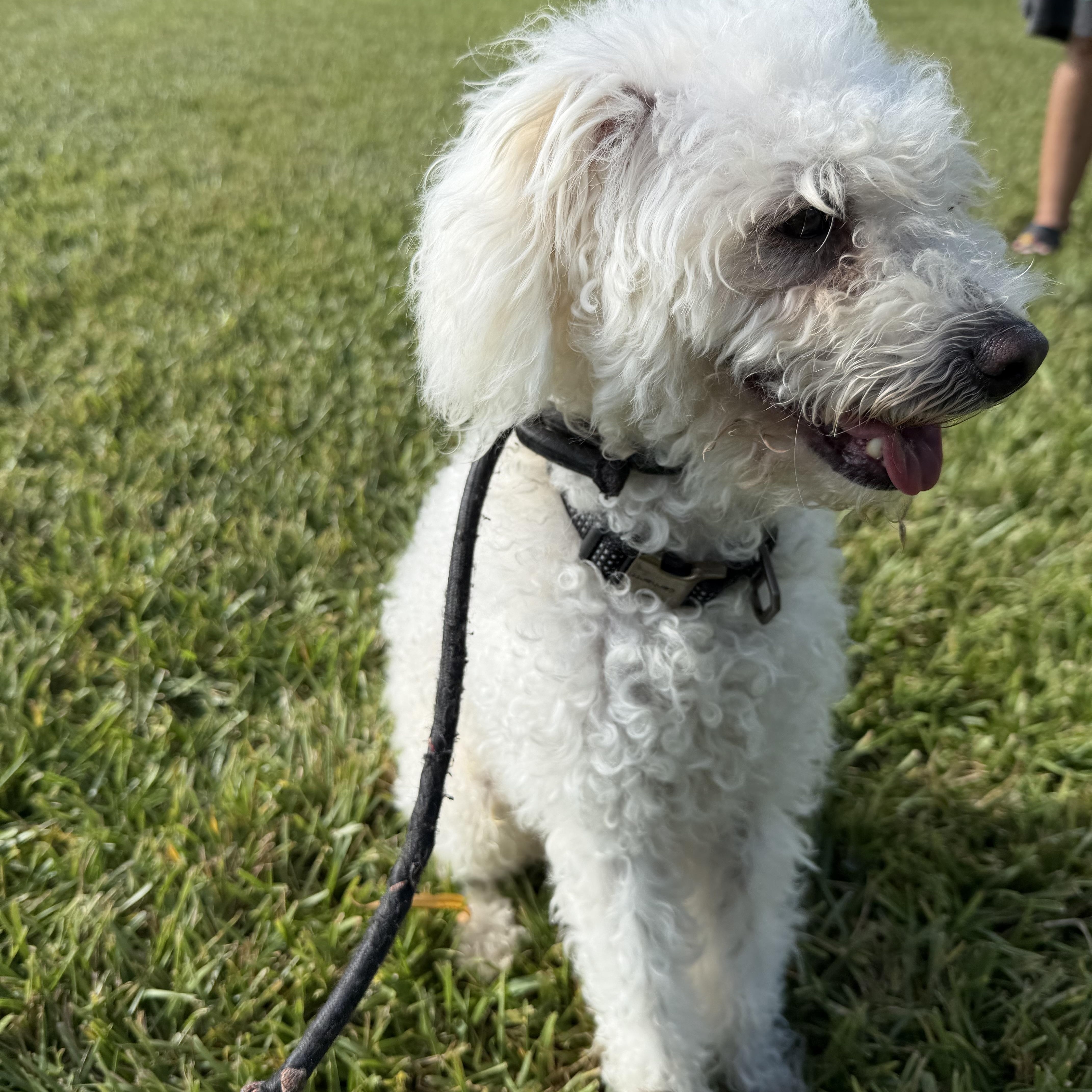 Enlarge Lucas, a Adopted Maltipoo in Pearland, TX image 5/5