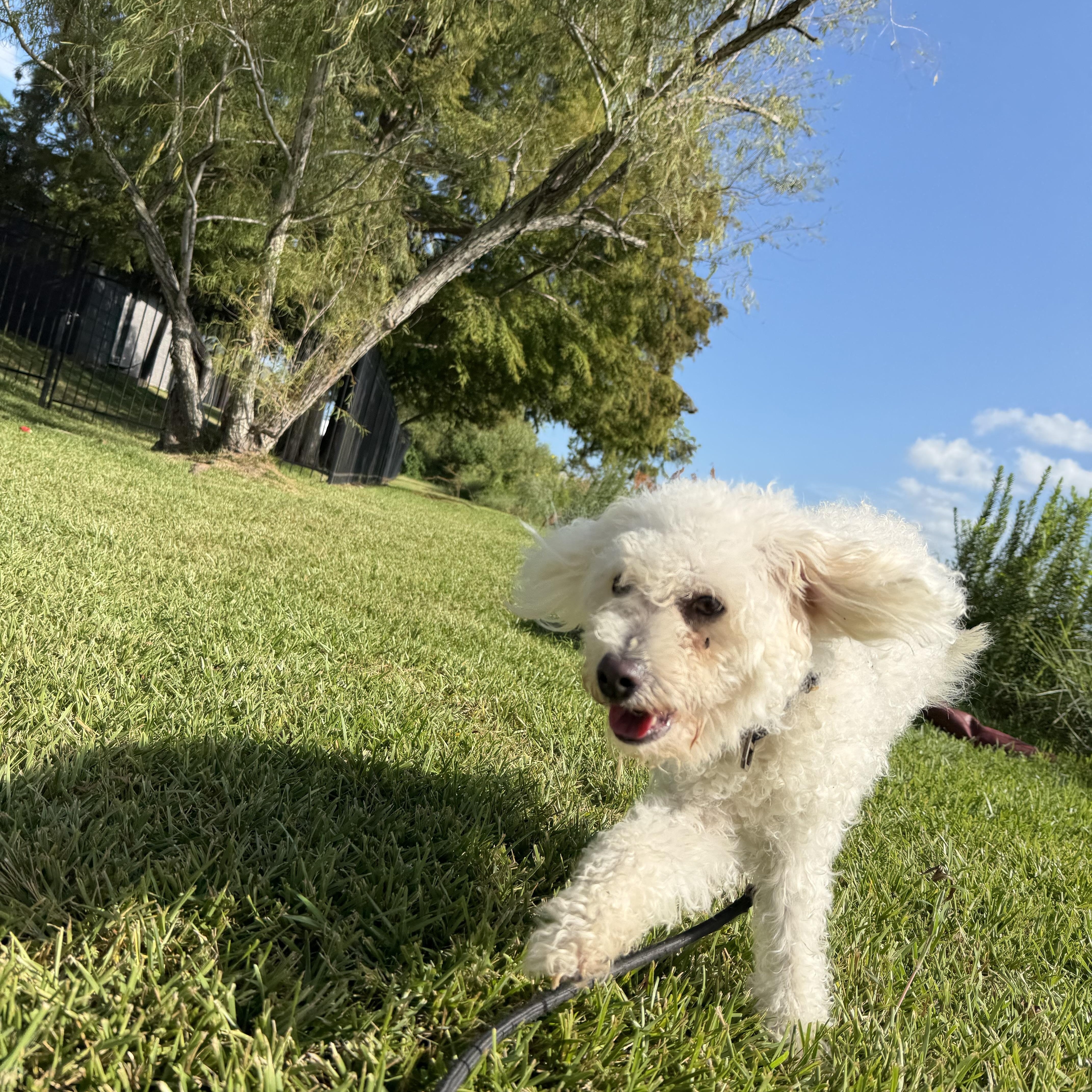 Enlarge Lucas, a Adopted Maltipoo in Pearland, TX image 4/5