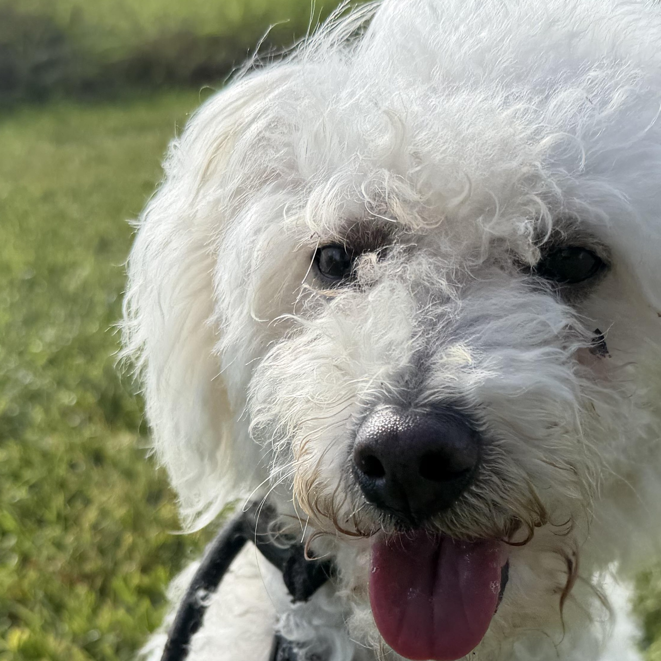 Enlarge Lucas, a Adopted Maltipoo in Pearland, TX image 2/5