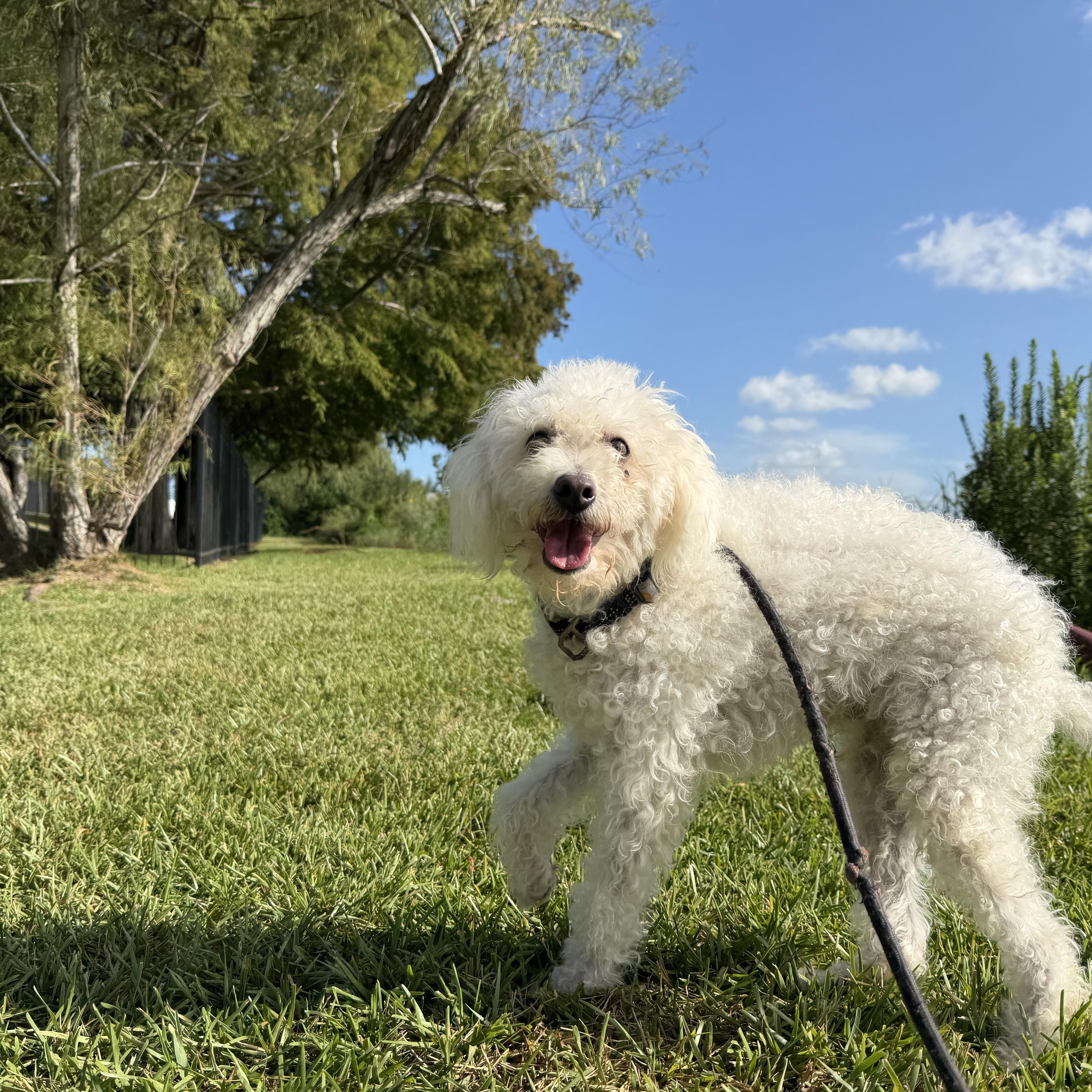 Enlarge Lucas, a Adopted Maltipoo in Pearland, TX image 3/5