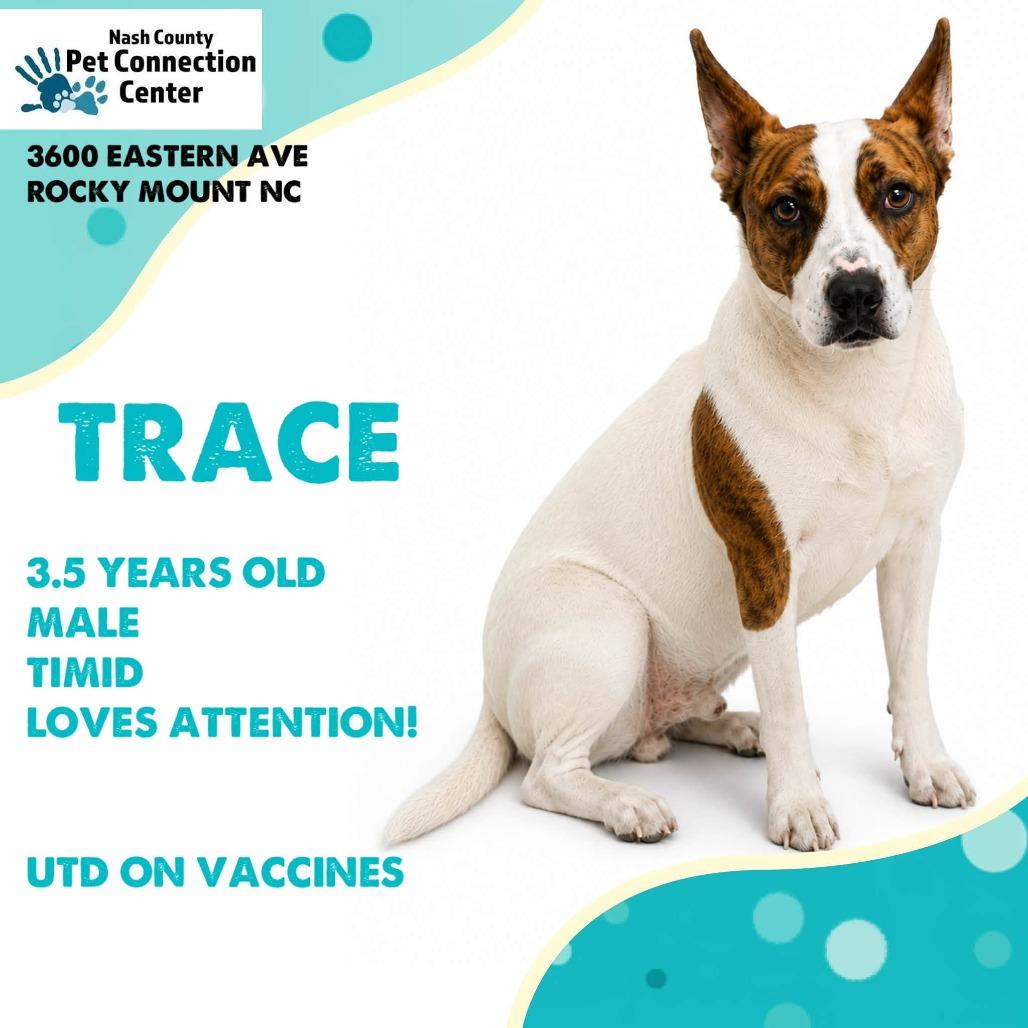 Enlarge TRACE  ADOPTED!, a Adoptable Mixed Breed in Nashville, NC image 1/1