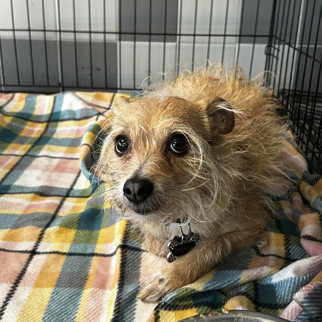 Thumper, Adoptable, Adult Male Wire Fox Terrier.