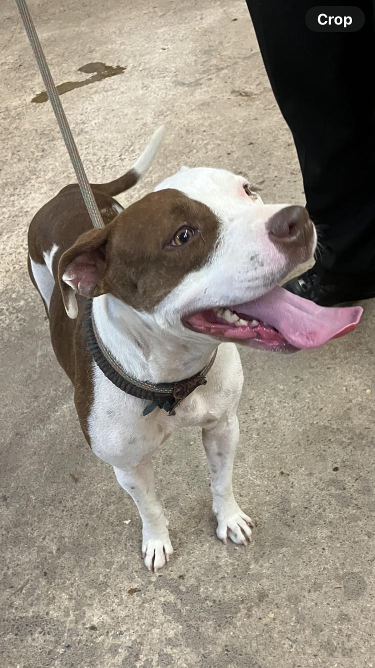 TWINKIE, an adoptable Pit Bull Terrier, Feist in Blairsville, GA, 30512 | Photo Image 3