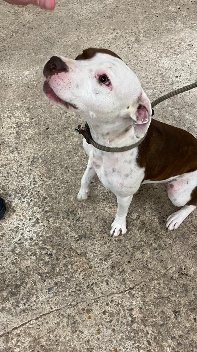 TWINKIE, an adoptable Pit Bull Terrier, Feist in Blairsville, GA, 30512 | Photo Image 4