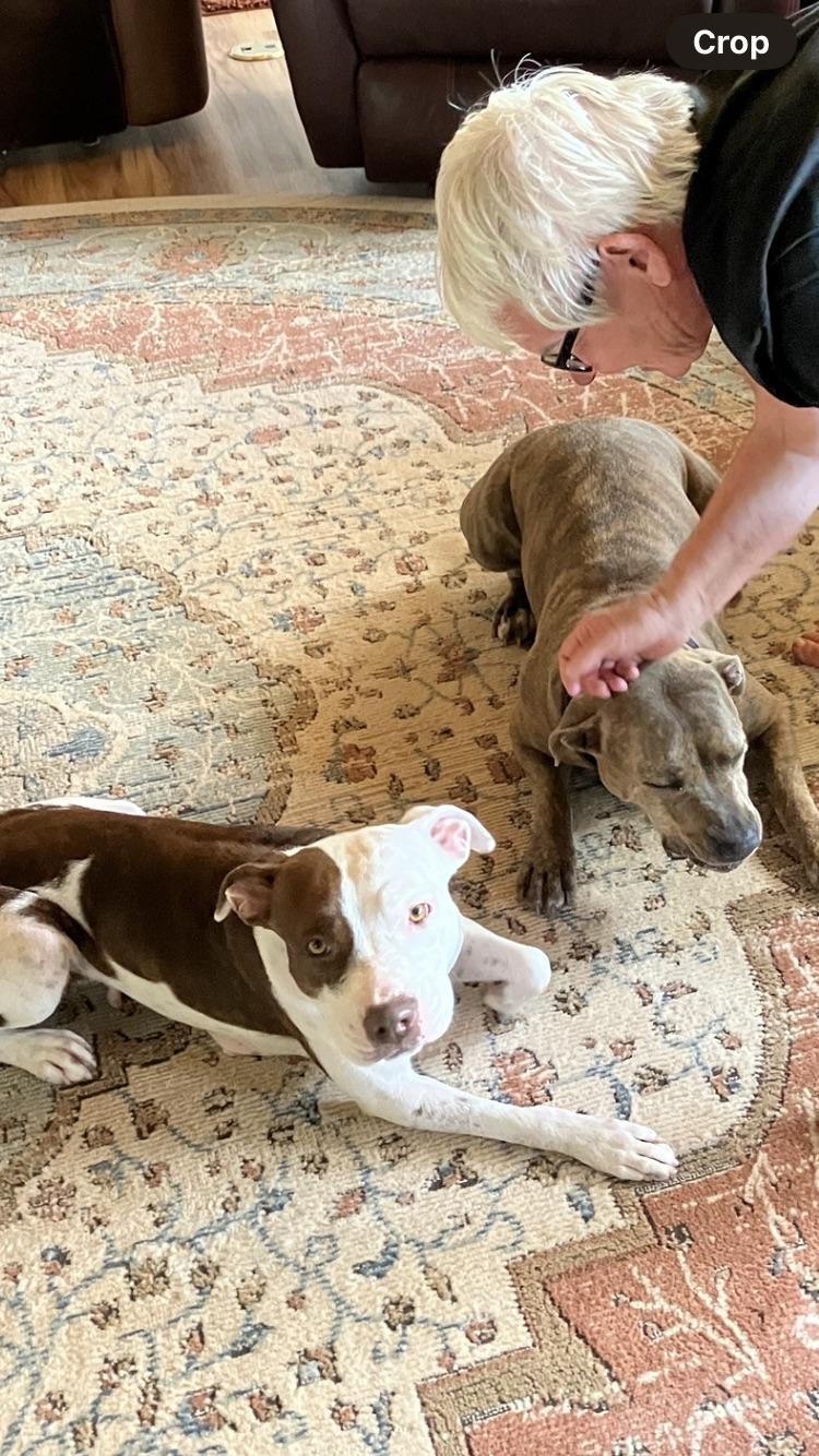 TWINKIE, an adoptable Pit Bull Terrier, Feist in Blairsville, GA, 30512 | Photo Image 6