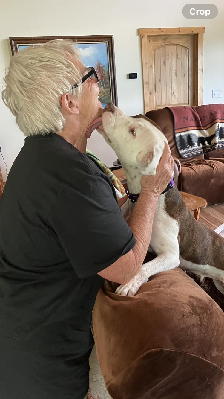 TWINKIE, an adoptable Pit Bull Terrier, Feist in Blairsville, GA, 30512 | Photo Image 5