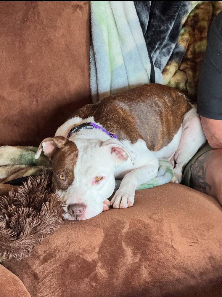 TWINKIE, an adoptable Pit Bull Terrier, Feist in Blairsville, GA, 30512 | Photo Image 1