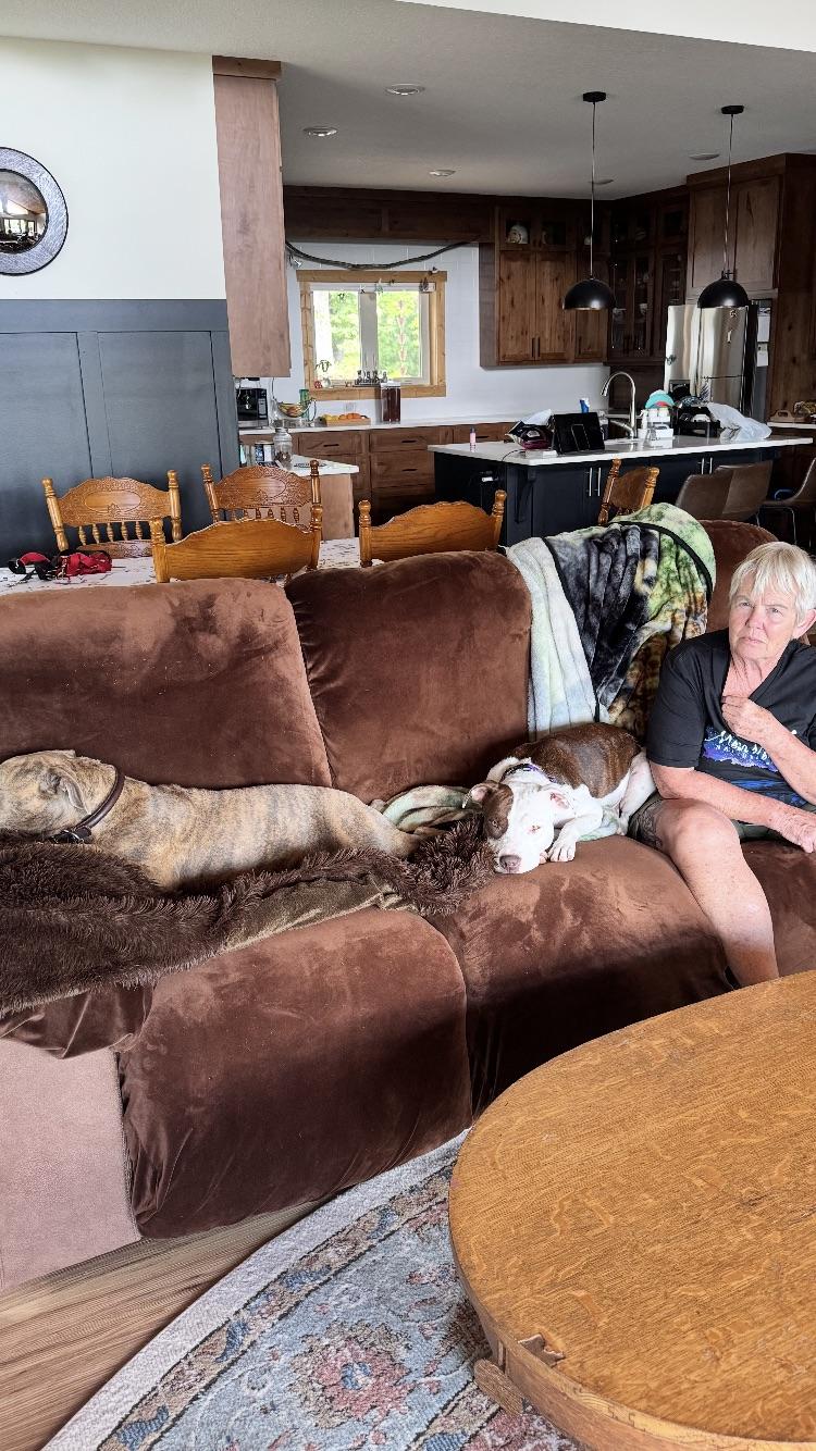 TWINKIE, an adoptable Pit Bull Terrier, Feist in Blairsville, GA, 30512 | Photo Image 2