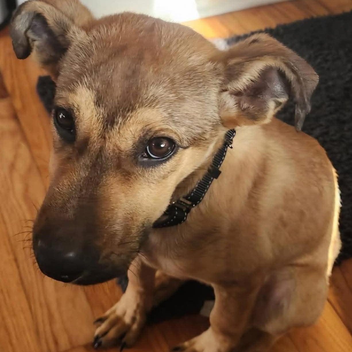 Enlarge Jack , a ADOPTABLE mixed breed in Westland, MI image 2/4