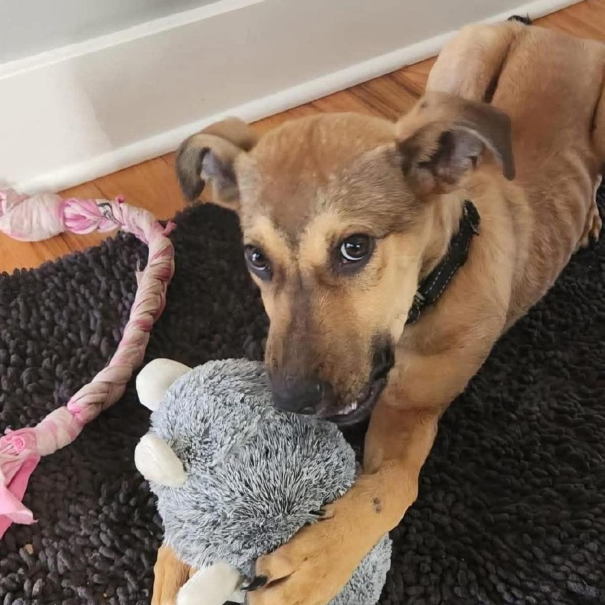 Enlarge Jack , a ADOPTABLE mixed breed in Westland, MI image 3/4