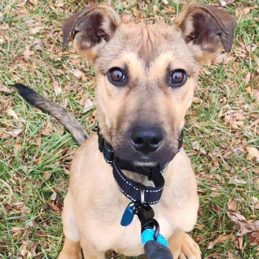 Enlarge Jack , a ADOPTABLE mixed breed in Westland, MI image 1/4