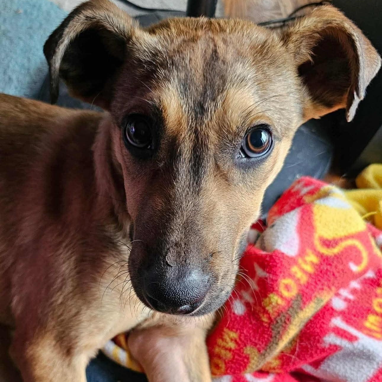 Enlarge Jack , a ADOPTABLE mixed breed in Westland, MI image 4/4