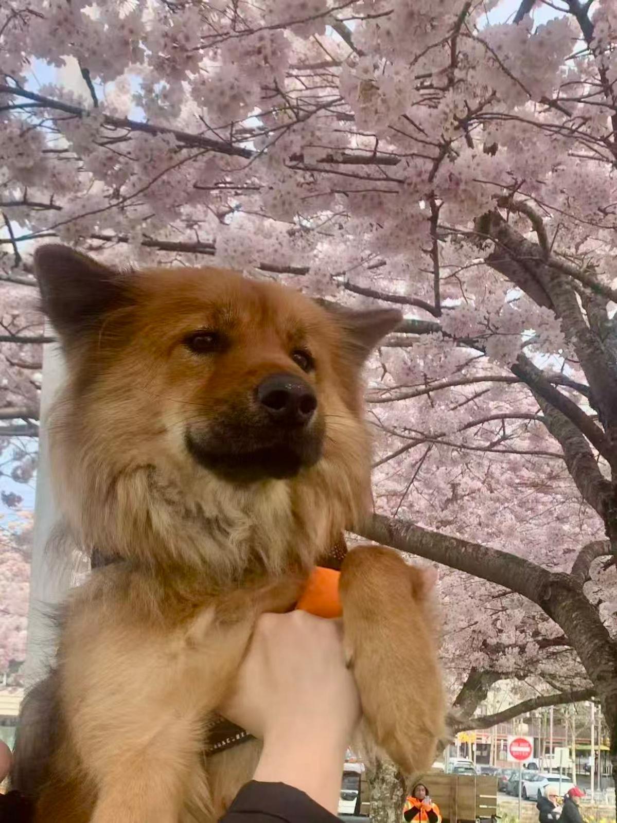 Enlarge Benny, an adoptable mixed breed in Richmond, BC image 5/6