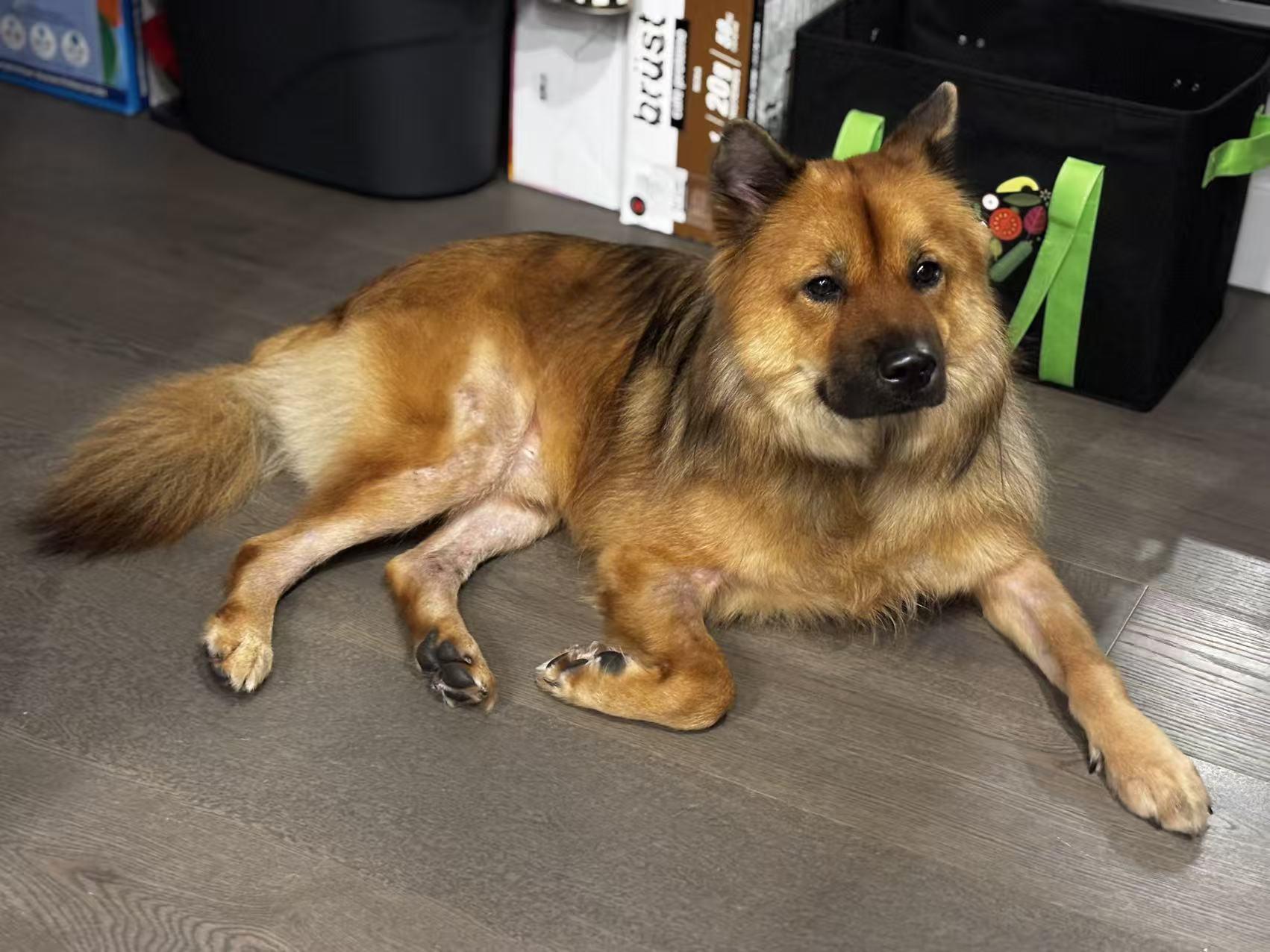 Benny, Adoptable, Adult Male Chow Chow & German Shepherd Dog.