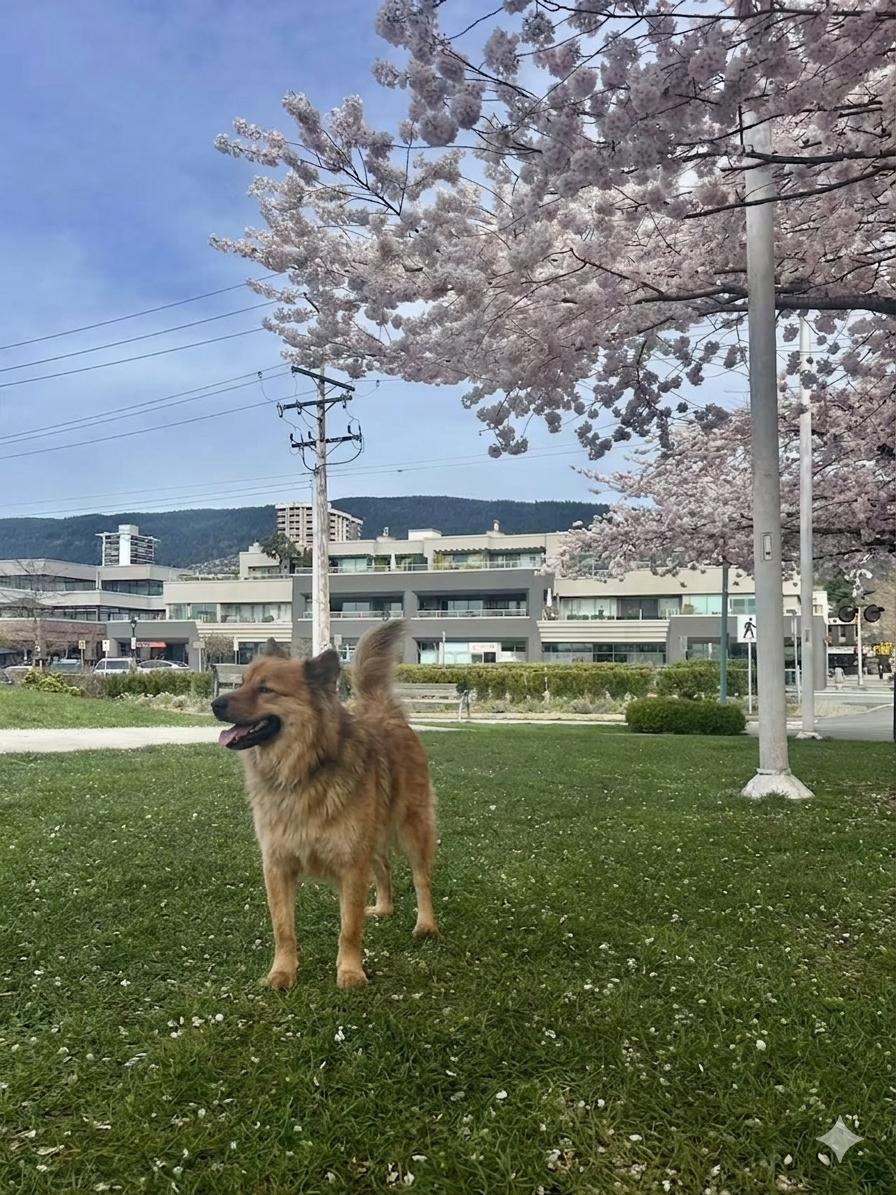 Benny, adoptable, Young Male Chow Chow & German Shepherd Dog.
