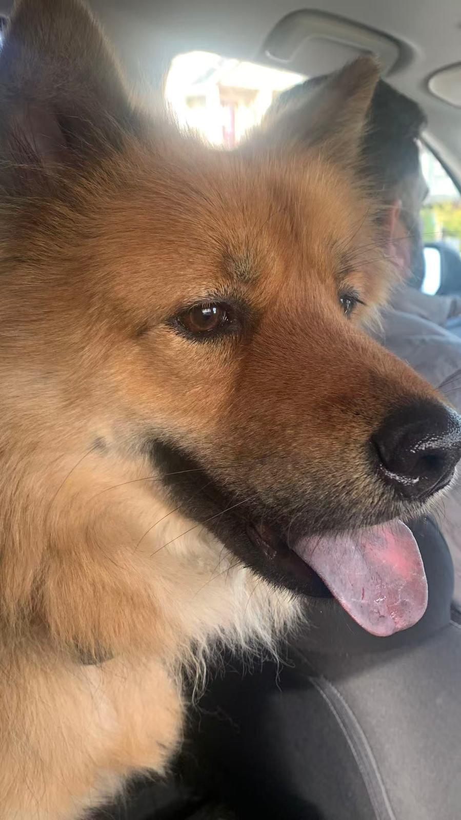 Enlarge Benny, an adoptable mixed breed in Richmond, BC image 6/6