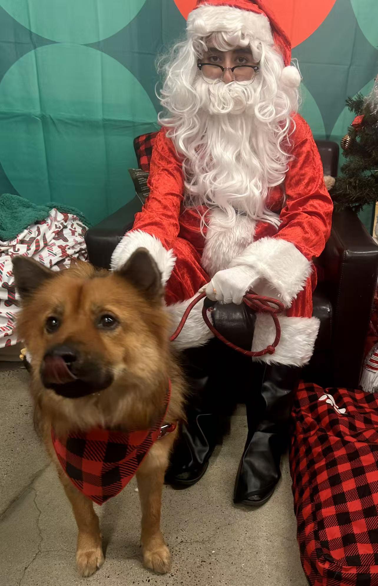 Benny, Adoptable, Young Male Chow Chow & German Shepherd Dog.