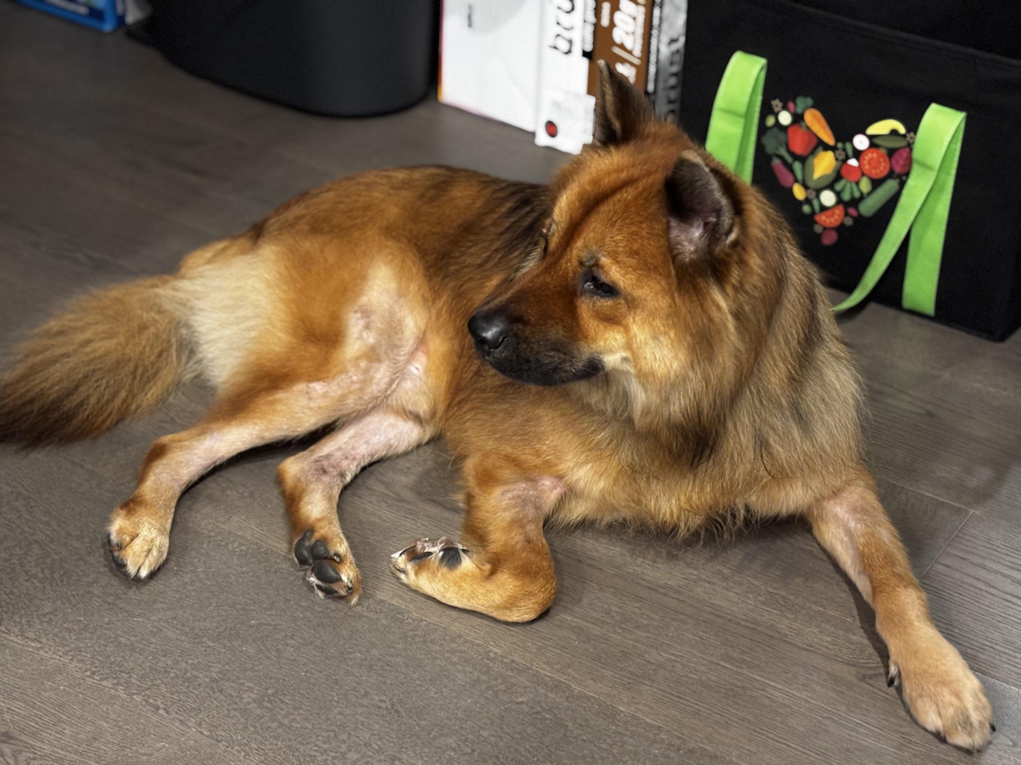 Enlarge Benny, a Adoptable mixed breed in Richmond, BC image 3/6