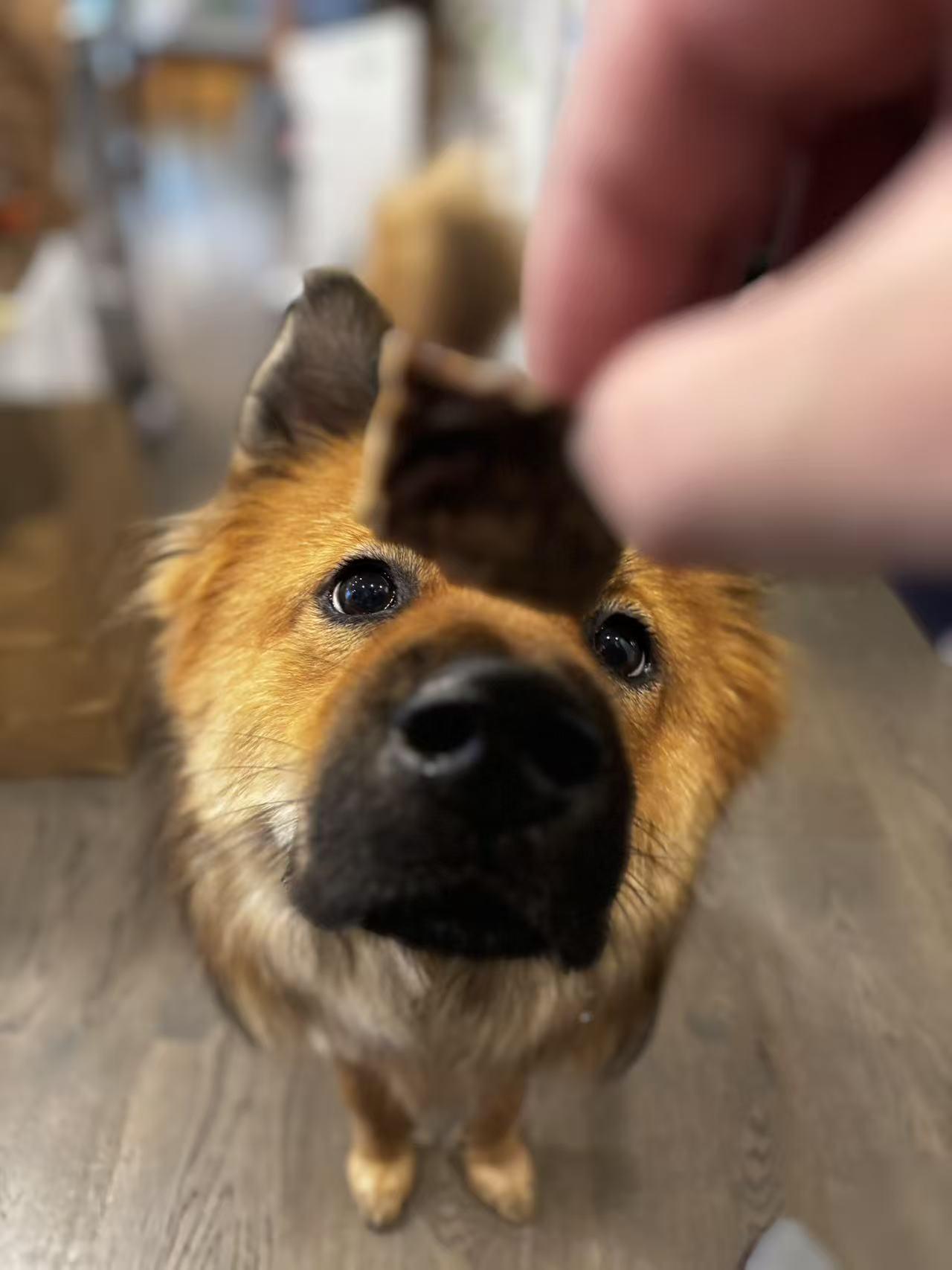 Enlarge Benny, a Adoptable mixed breed in Richmond, BC image 4/6