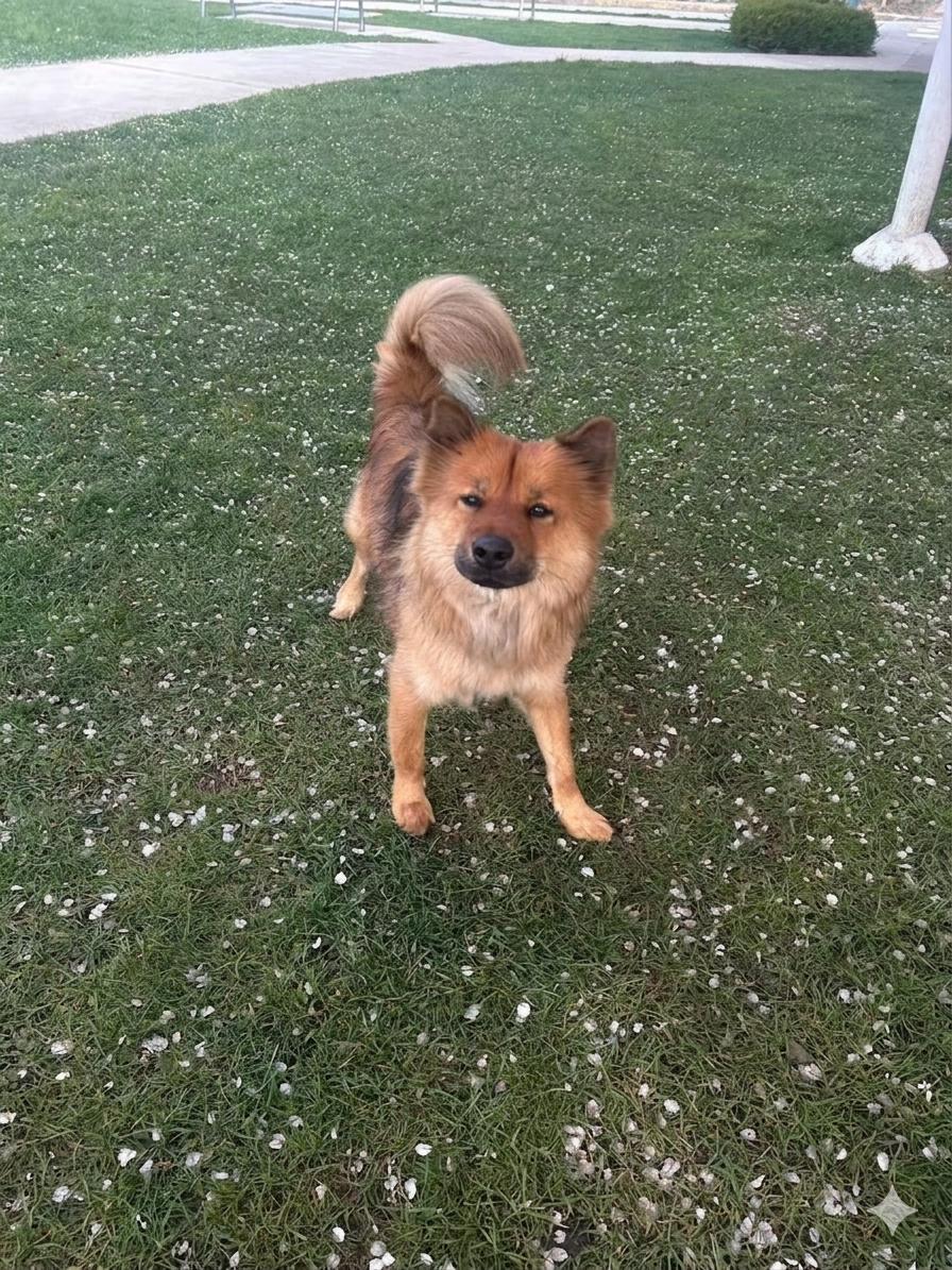 Enlarge Benny, an adoptable mixed breed in Richmond, BC image 2/6