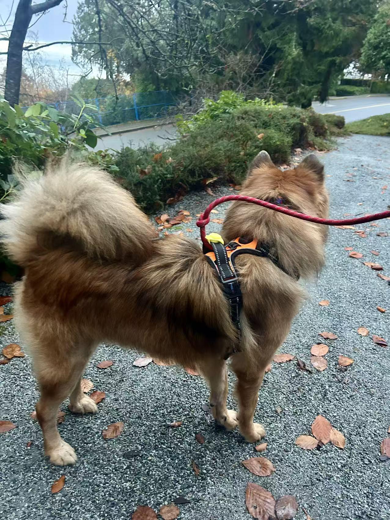 Benny, Adoptable, Young Male Chow Chow & German Shepherd Dog.