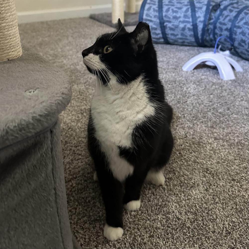 Enlarge Tessie, a Adoptable Domestic Short Hair in Panama City Beach, FL image 1/4