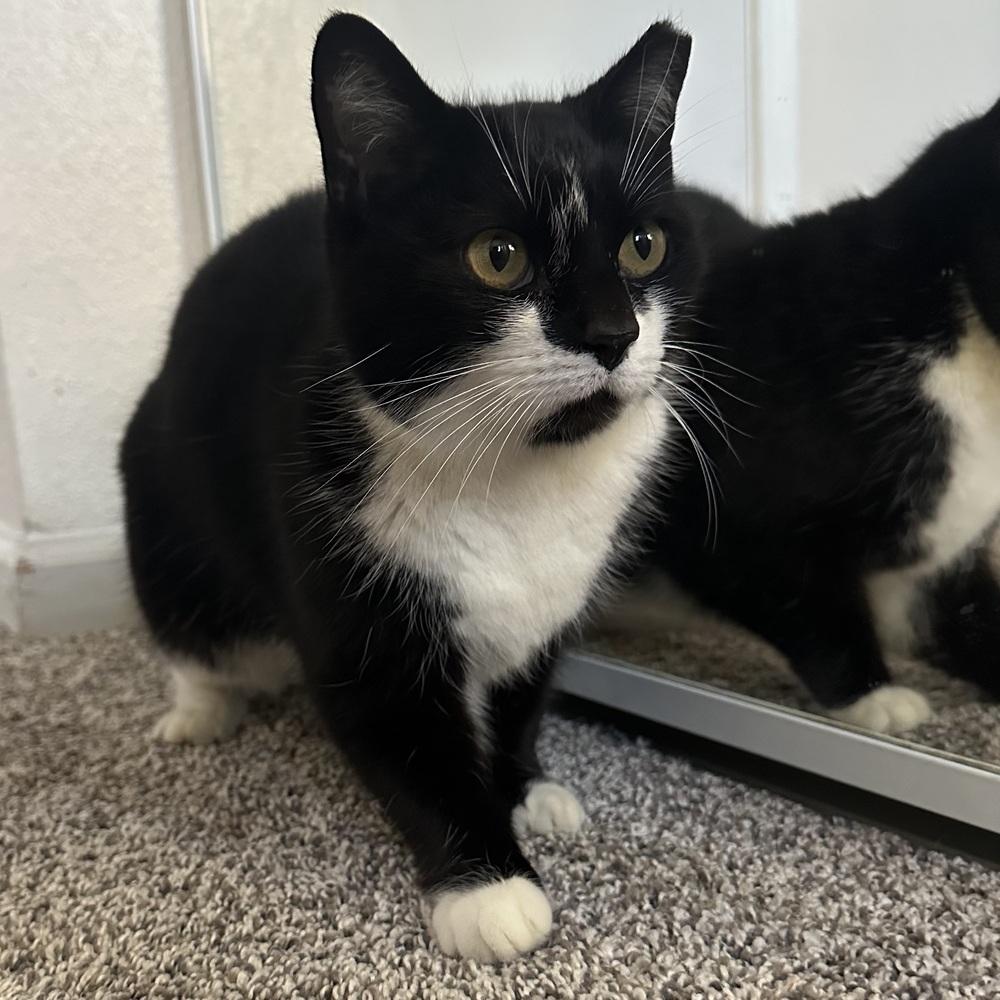 Enlarge Tessie, a Adoptable Domestic Short Hair in Panama City Beach, FL image 2/4