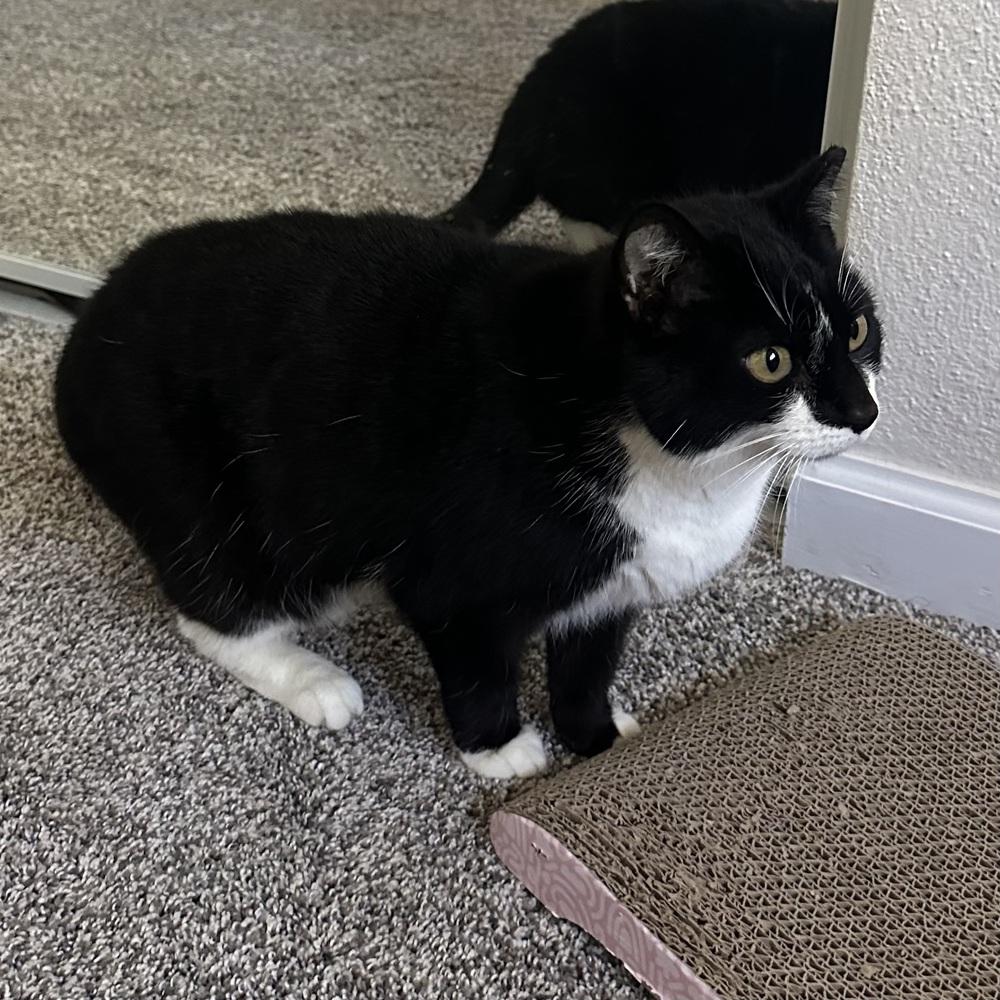 Enlarge Tessie, a Adoptable Domestic Short Hair in Panama City Beach, FL image 3/4