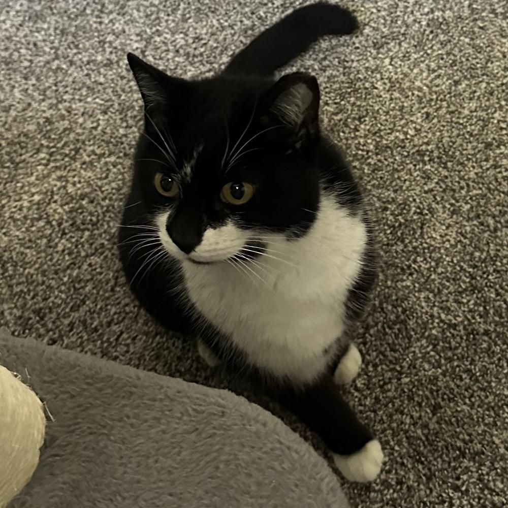 Enlarge Tessie, a Adoptable Domestic Short Hair in Panama City Beach, FL image 4/4