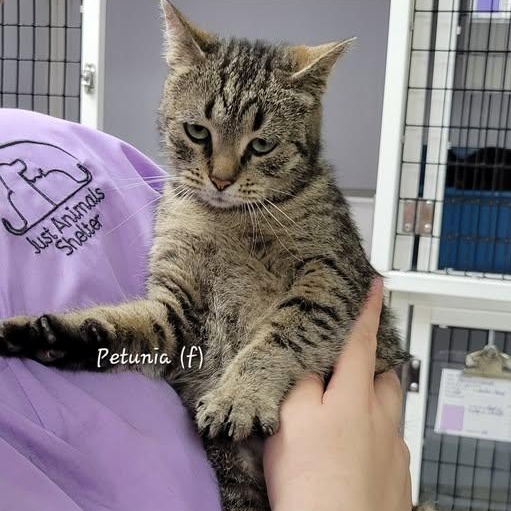 Petunia, a ADOPTABLE Tabby in Mazon, IL image 2/2