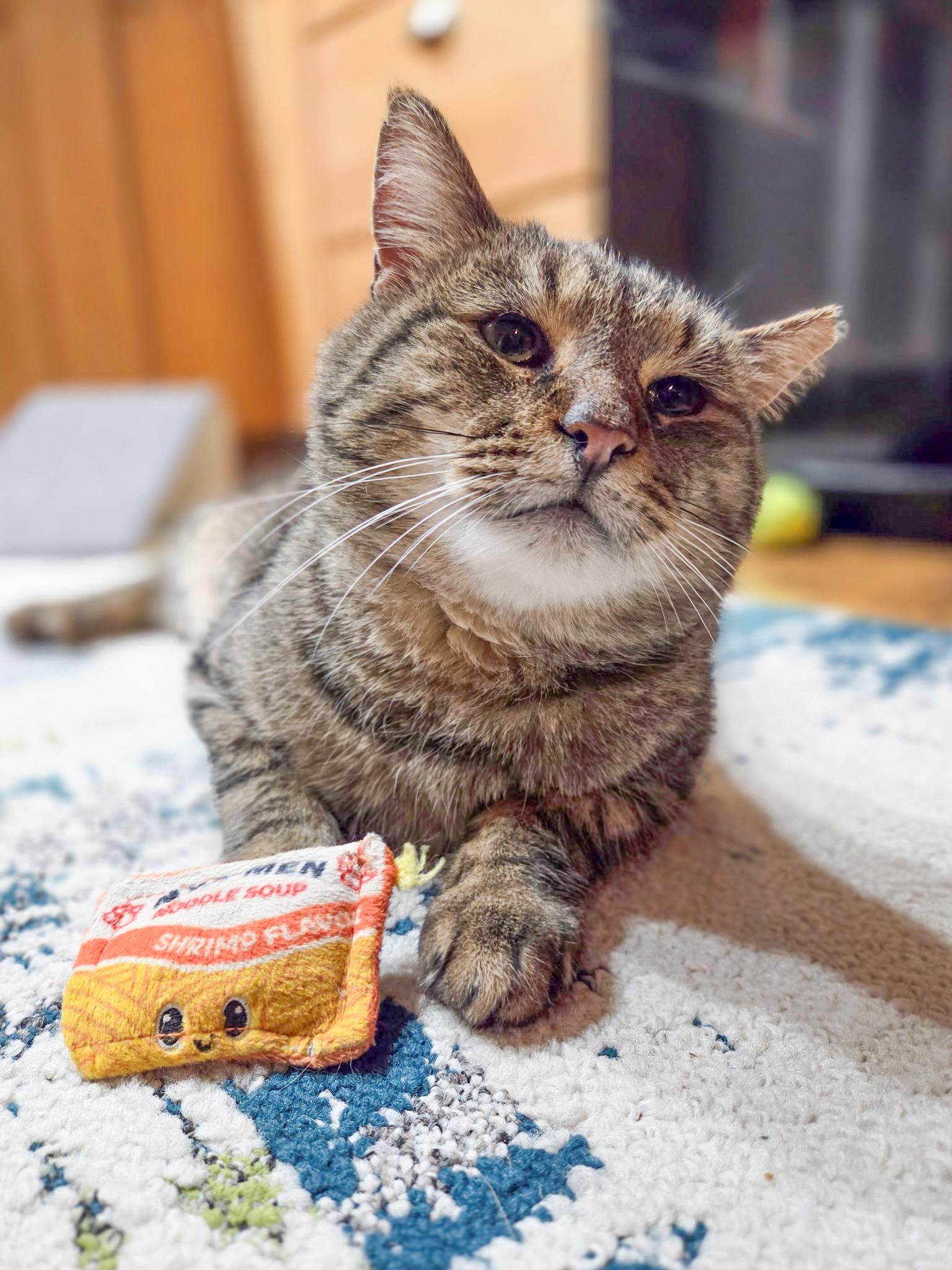 Enlarge Monty, a ADOPTABLE Domestic Short Hair in Mullica Hill, NJ image 3/4