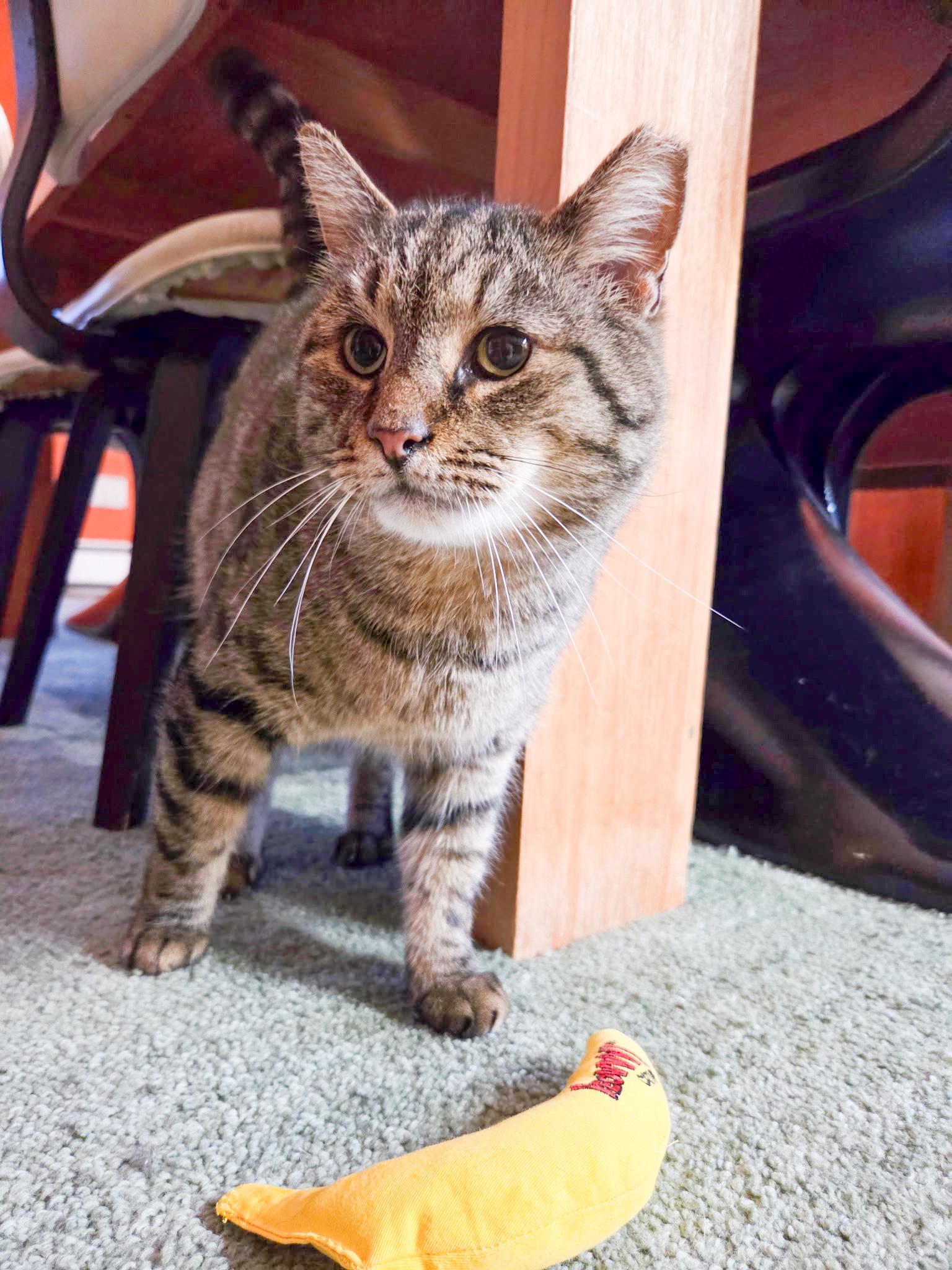 Enlarge Monty, a ADOPTABLE Domestic Short Hair in Mullica Hill, NJ image 4/4