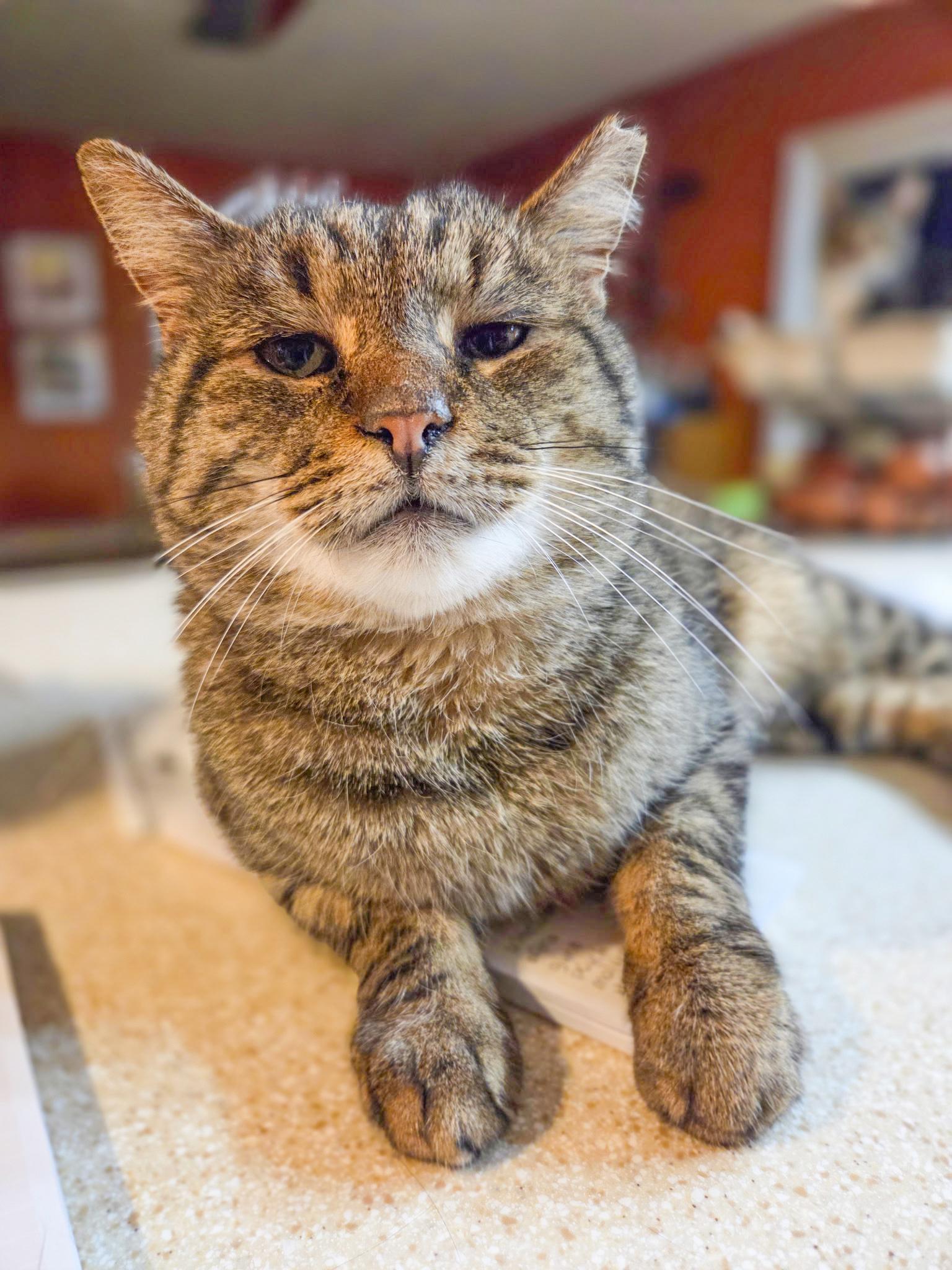 Monty, ADOPTABLE, Adult Male Domestic Short Hair.